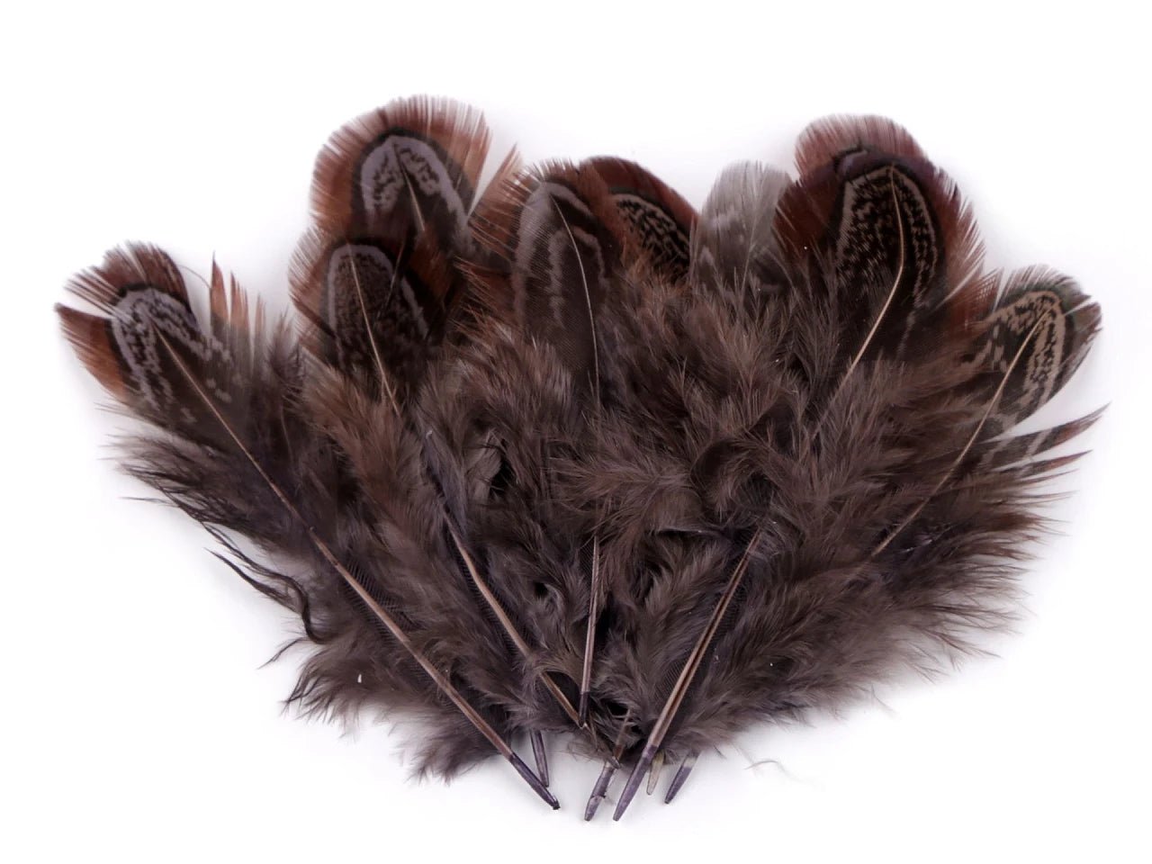 Image avec plumes de faisan 5–7 cm – plumes naturelles décoratives de différentes teintes – disponible chez Šarlotes audumi