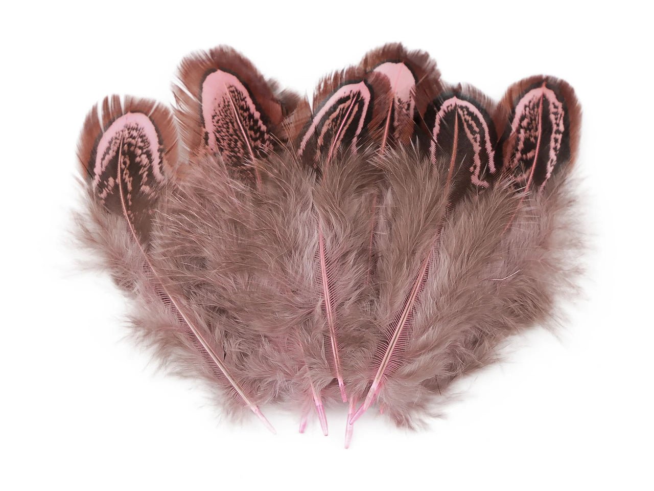 Image avec plumes de faisan 5–7 cm – plumes naturelles décoratives, teintes variées, disponibles chez Charlotte Tissus