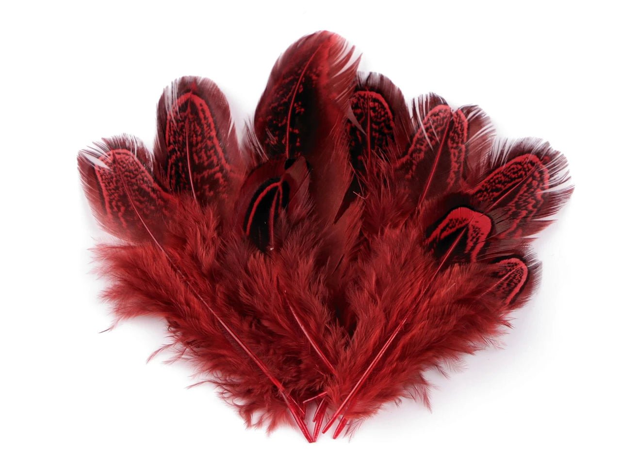 Image de plumes de faisan 5–7 cm – plumes naturelles décoratives de différentes teintes | disponible chez Šarlotes audumi