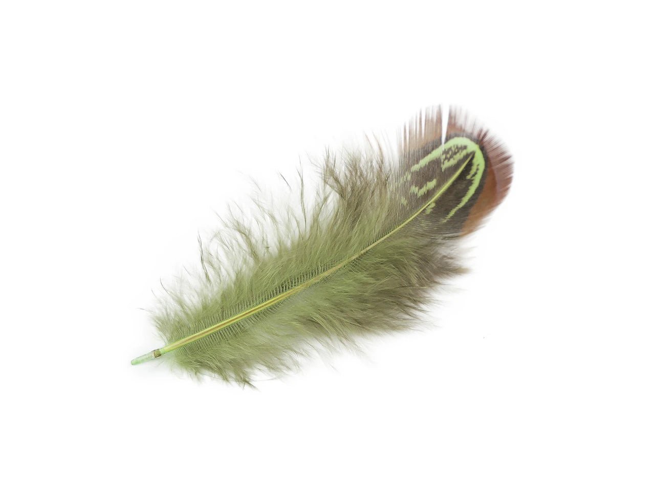 Image avec plumes de faisan 5–7 cm – plumes naturelles décoratives | tons variés – disponible chez Šarlotes audumi