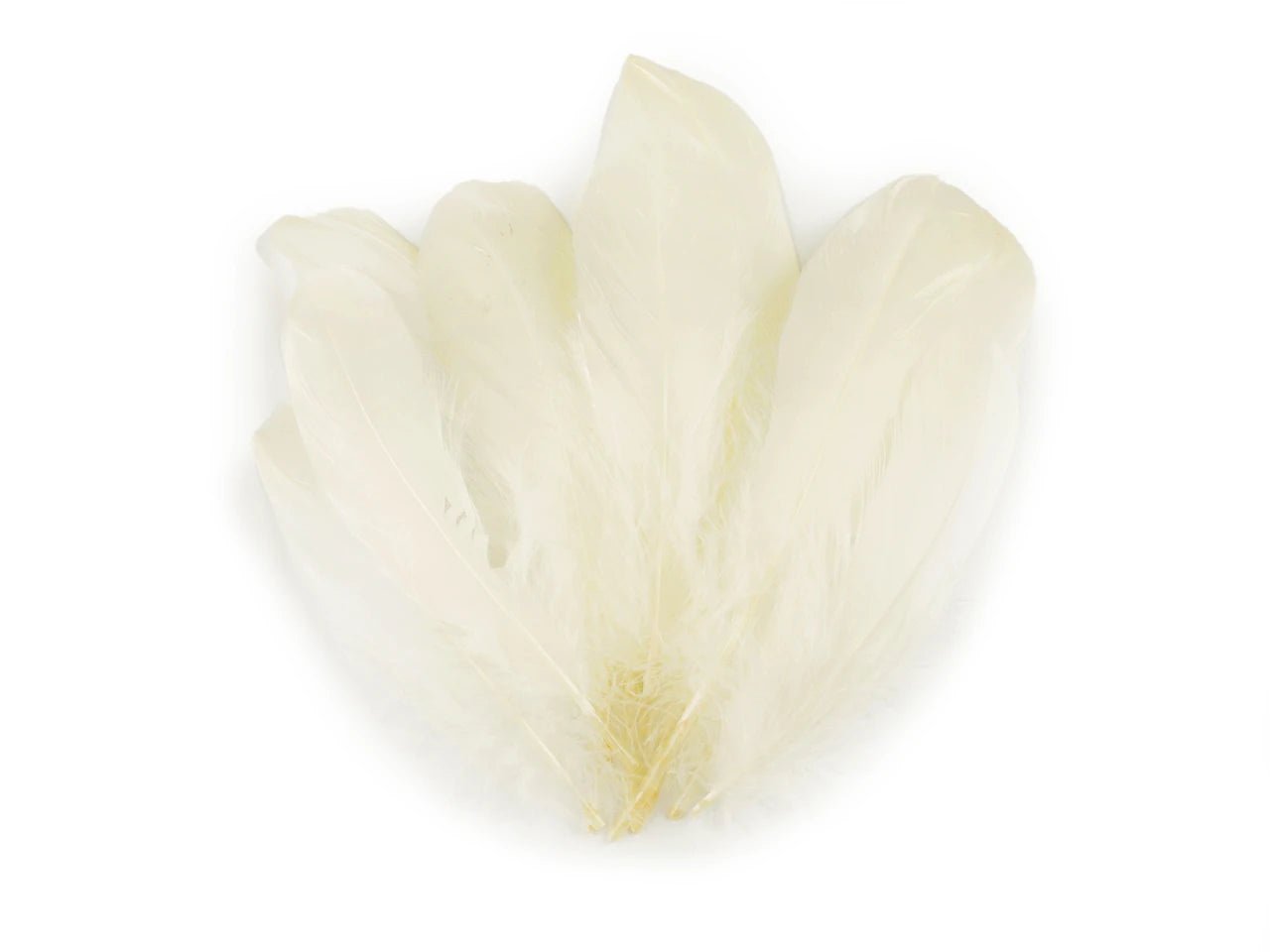 Plumes d’oie (14 - 18 cm) - crème