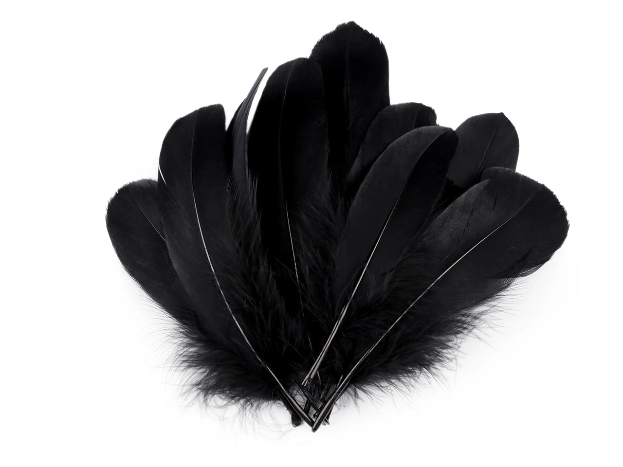 Spalvas zosu (14 - 18 cm) - melnas